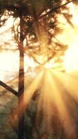 Sunset or dawn in a pine forest in spring or early summer video