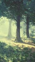 Rays of sunlight in a misty forest in autumn create a magical mood video