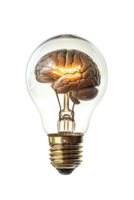 Lightbulb with brain alone against transparent background png