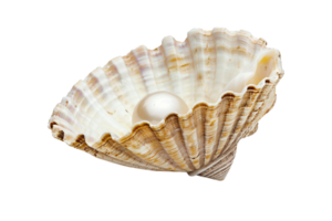 Open seashell with pearl isolated against transparent background png