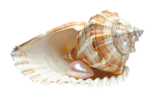 Open seashell with pearl isolated against transparent background png