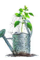 Overflowing watering can on transparent background png