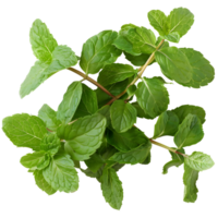 Fresh mint isolated against transparent background png
