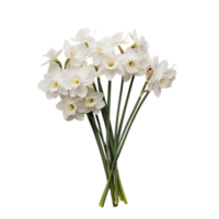 A bouquet of white fresh narcissus against transparent background generated by Ai png