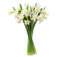 A bouquet of white fresh narcissus against transparent background generated by Ai png