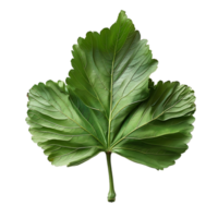 isolated Hibiscus liliaceous leaf over transparent background png