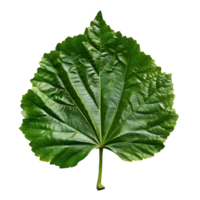 isolated Hibiscus liliaceous leaf over transparent background png