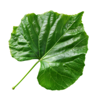 isolated Hibiscus liliaceous leaf over transparent background png