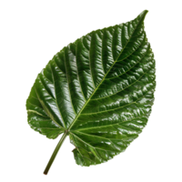 isolated Hibiscus liliaceous leaf over transparent background png