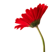 Side view of red gerbera daisy petals against transparent background png
