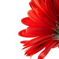 Side view of red gerbera daisy petals against transparent background png