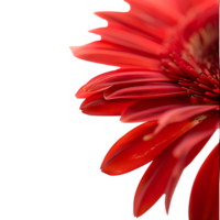 Side view of red gerbera daisy petals against transparent background png