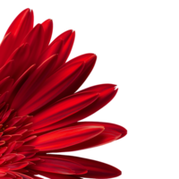 Side view of red gerbera daisy petals against transparent background png