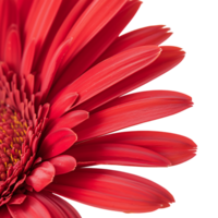 Side view of red gerbera daisy petals against transparent background png
