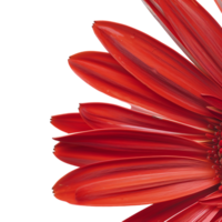 Side view of red gerbera daisy petals against transparent background png