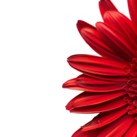 Side view of red gerbera daisy petals against transparent background png