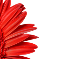 Side view of red gerbera daisy petals against transparent background png