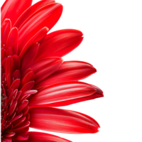 Side view of red gerbera daisy petals against transparent background png