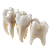 Teeth on white isolated over transparent background png