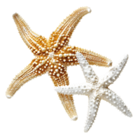 Two different types of white starfish isolated over transparent background png