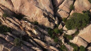 Flight Over Flock Of Wild Goats Running On Mountain Rocks video