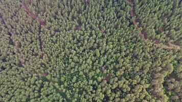 Explore the rich, green foliage and intricate patterns of a dense evergreen forest canopy from a high aerial perspective with a drone video