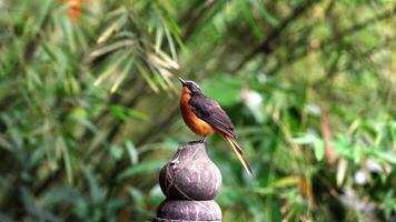 Charmed Rufous backed Redstart bird showing its back feathers details while perching on grassy rock near a stream video
