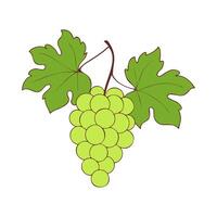 Grapes on branch with green berries and leaves on white background. vector