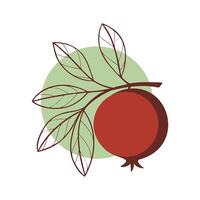 Pomegranate fruit on branch with leaves, stylized contour drawing on green and red circle, logo icon, isolated on white background. vector
