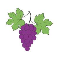 Grapes on branch with burgundy red berries and leaves on white background. vector