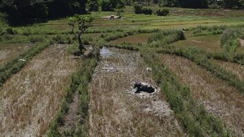 Rice fields with palm trees in the Philippines video
