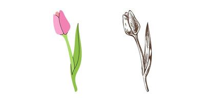 flat and hand drawn sketch style flower Illustration. Tulip sketch. Back to School. vector