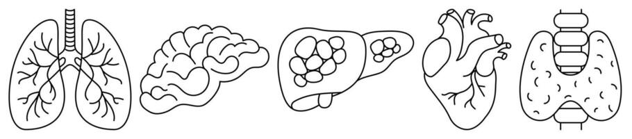 Set of human internal organs line icons on white background vector