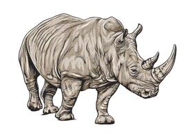 Detailed illustration of a rhinoceros, featuring two prominent horns on its snout, set against a white background vector