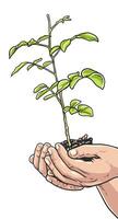 Hands gently hold a small plant, its green leaves fresh and branches fragile, symbolizing growth, agriculture, or the conservation of the environment vector