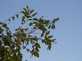 tree branches and dense leaves with a bright sky as the background photo