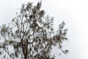 tree branches and dense leaves with a bright sky as the background photo