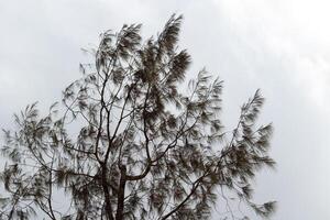 tree branches and dense leaves with a bright sky as the background photo