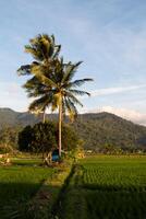 Green rice fields with coconut trees and small huts with a backdrop of mountains photo