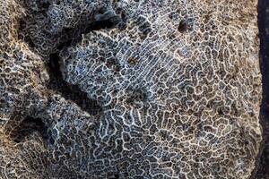 Amazing pattern of dead brain coral washed up on the beach at low tide photo