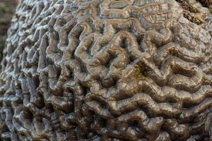 Amazing patterns of brain coral washed up on the beach at low tide photo