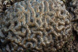 Amazing patterns of brain coral washed up on the beach at low tide photo