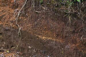 underground layer in a cross-section of the earth, eroding the soil with plant roots photo