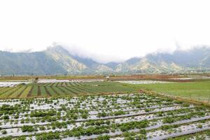 View of rice fields in Sembalun, Lombok, Indonesia photo