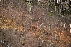 underground layer in a cross-section of the earth, eroding the soil with plant roots photo
