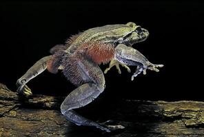 Dynamic Pose of a Frog on a Log at Night photo