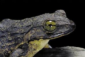 Striking Nighttime Pose of a Frog on a Log photo