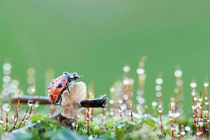 Ladybug on Mushroom with Dew Drops in a Lush Green Environment photo