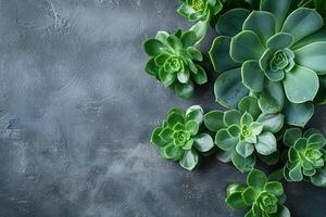 green succulent frame on gray concrete background top view, beautiful floral template with copy space photo