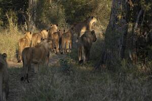 Following a pride of lions through the bush in beautiful morning light, Greater Kruger. photo